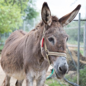 Donkey Rescue